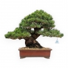 Pinus Pentaphylla - Pino a cinque aghi - 39 cm