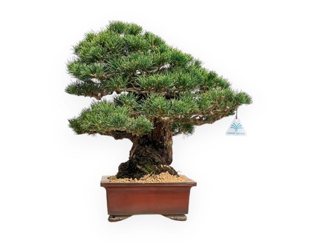 Pinus Pentaphylla - Fünfnadelige Kiefer - 39 cm