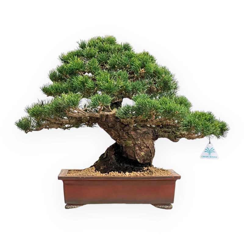 Pinus Pentaphylla - Pino a cinque aghi - 39 cm