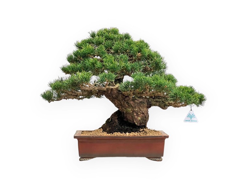 Pinus Pentaphylla - Pino de cinco agujas - 39 cm