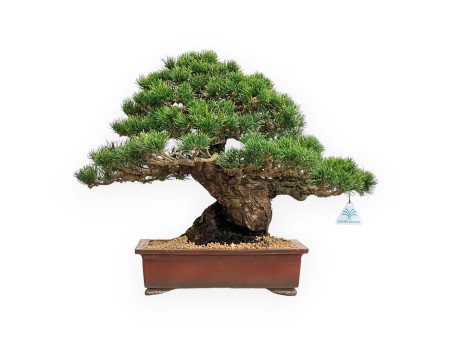 Pinus Pentaphylla - Fünfnadelige Kiefer - 39 cm