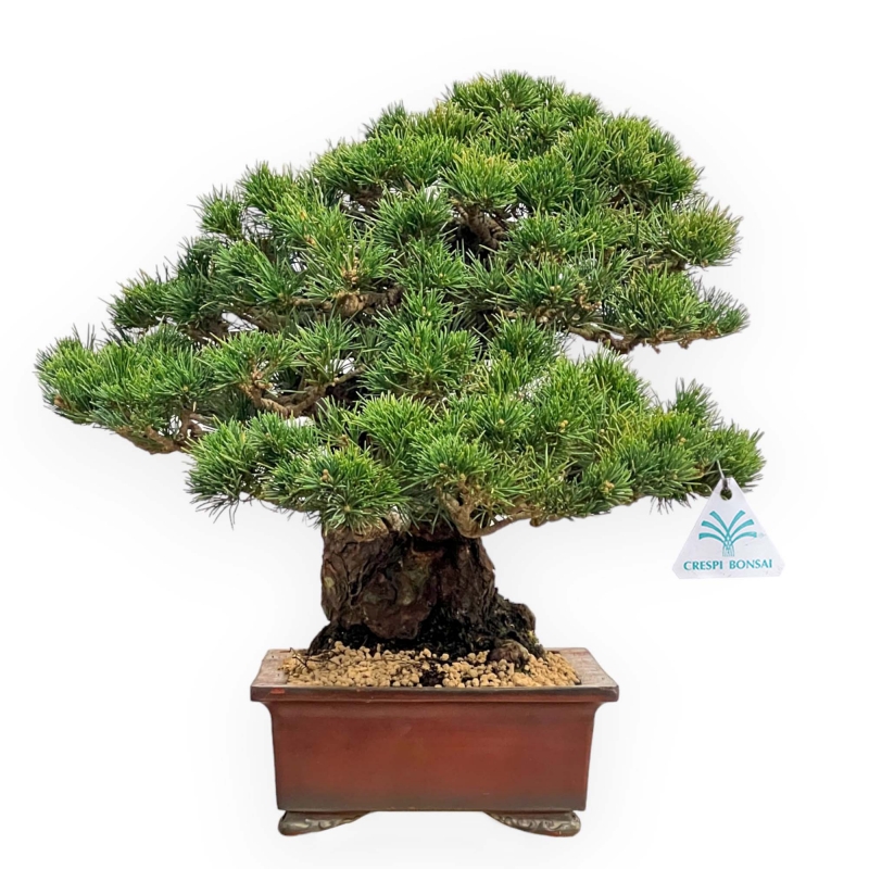 Pinus Pentaphylla - Pino a cinque aghi - 39 cm