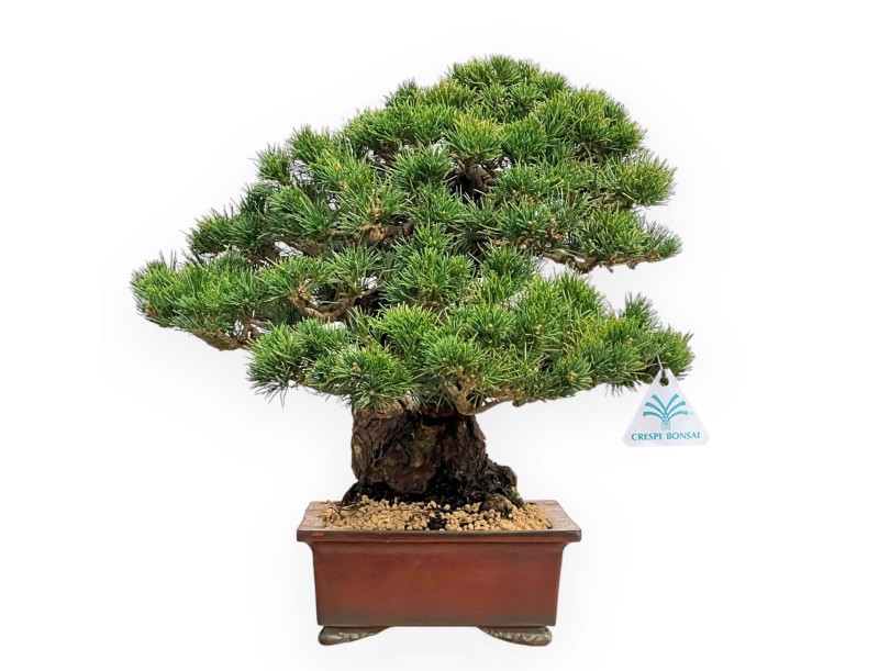 Pinus Pentaphylla - Pino de cinco agujas - 39 cm