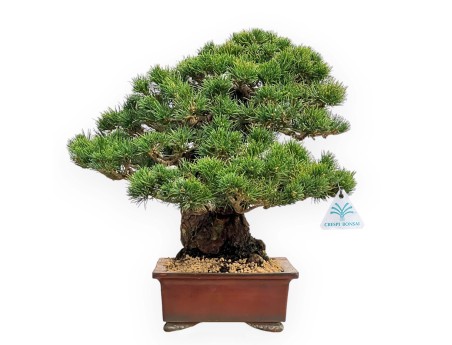 Pinus Pentaphylla - Fünfnadelige Kiefer - 39 cm