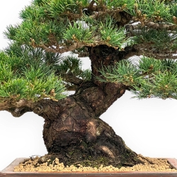Pinus Pentaphylla - Pino a cinque aghi - 39 cm