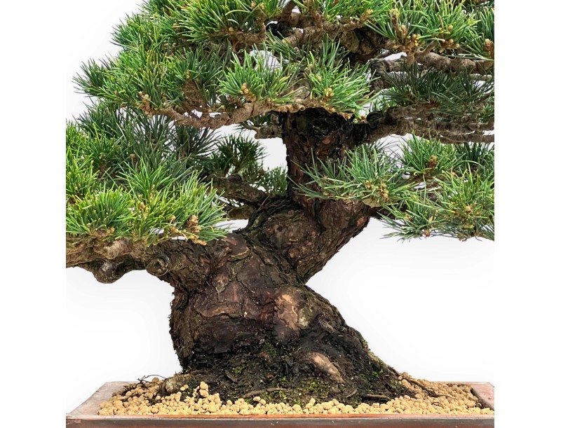 Pinus Pentaphylla - Fünfnadelige Kiefer - 39 cm