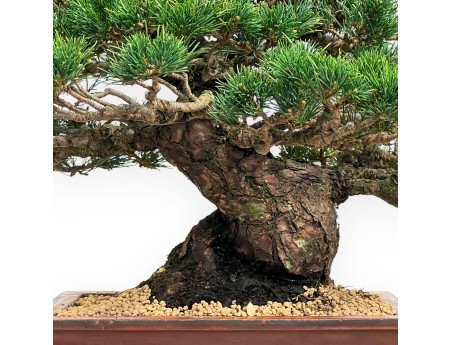 Pinus Pentaphylla - Fünfnadelige Kiefer - 39 cm