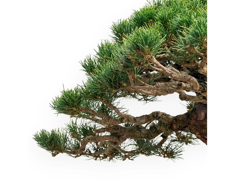 Pinus Pentaphylla - Fünfnadelige Kiefer - 39 cm