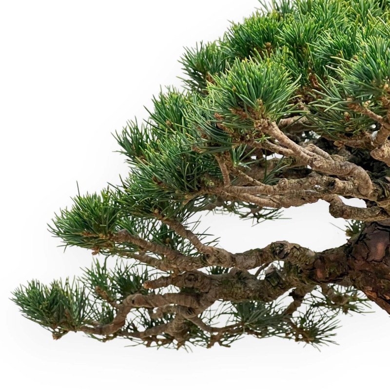 Pinus Pentaphylla - Pino a cinque aghi - 39 cm