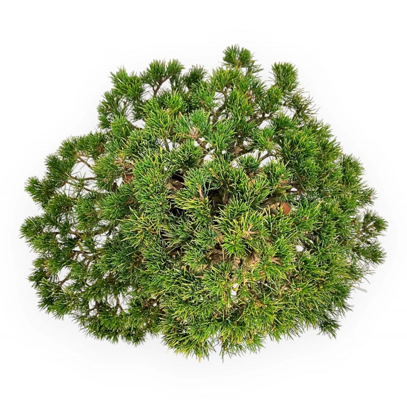 Pinus Pentaphylla - Pino a cinque aghi - 39 cm