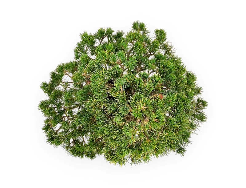 Pinus Pentaphylla - Pino de cinco agujas - 39 cm