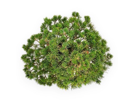 Pinus Pentaphylla - Fünfnadelige Kiefer - 39 cm