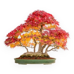 Acer palmatum viridis - acero - 70 cm