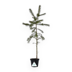 Picea Abies - Abete - 60 cm
