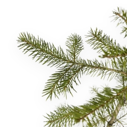 Picea Abies - Abete - 60 cm
