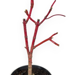 Cornus Alba Baton Rouge - Corniolo - 33 cm