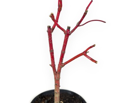Cornus Alba Baton Rouge - Cornouiller - 33 cm
