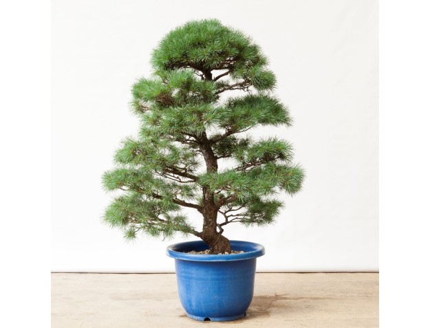 Pinus pentaphylla - 105 cm