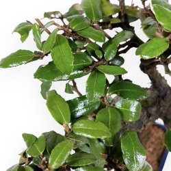 Elaeagnus Pungens - Silverberry - 23 cm