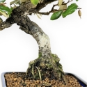Elaeagnus Pungens - Olivagno pungente - 23 cm