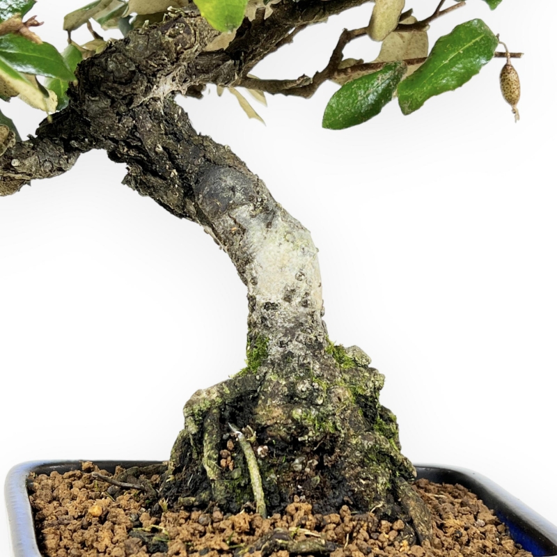 Elaeagnus Pungens - Olivagno pungente - 23 cm