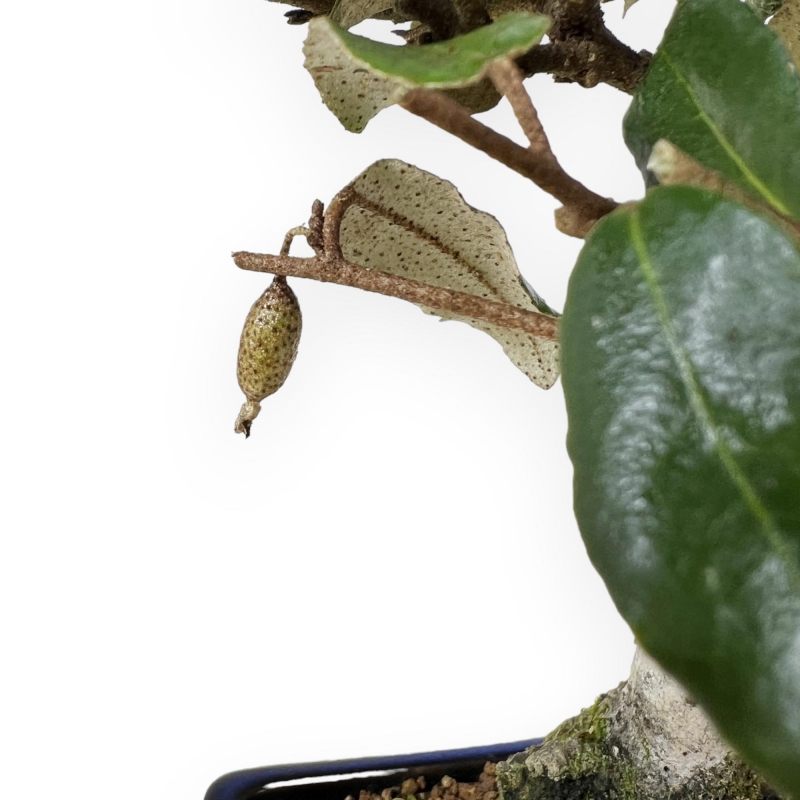 Elaeagnus Pungens - Olivagno pungente - 23 cm