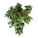 Elaeagnus Pungens - Olivagno pungente - 23 cm