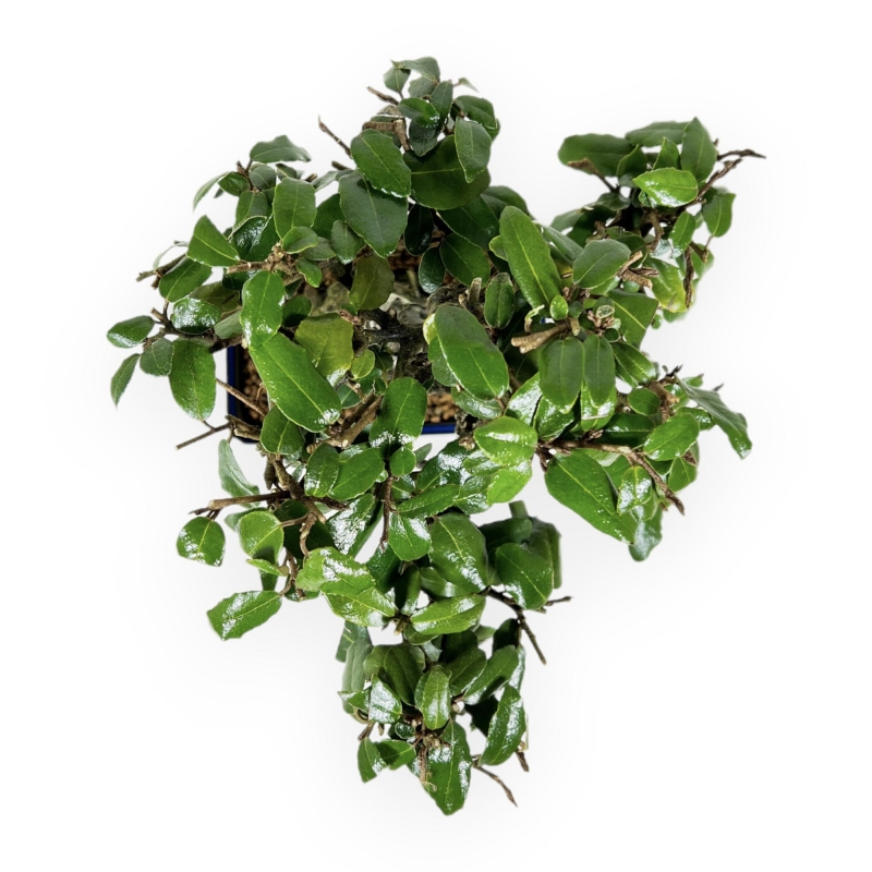 Elaeagnus Pungens - Olivagno pungente - 23 cm
