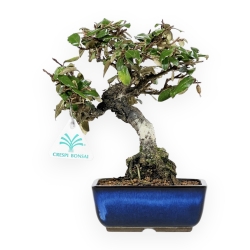 Elaeagnus Pungens - Oléastre épineux - 23 cm