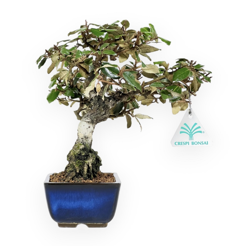 Elaeagnus Pungens - Olivagno pungente - 23 cm