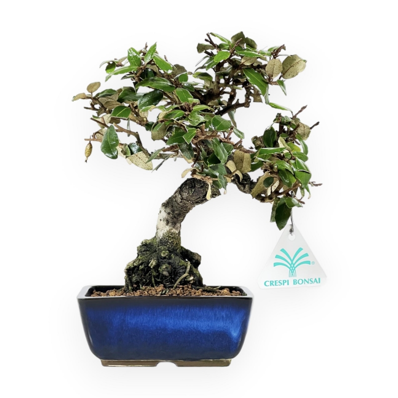 Elaeagnus Pungens - Olivagno pungente - 23 cm