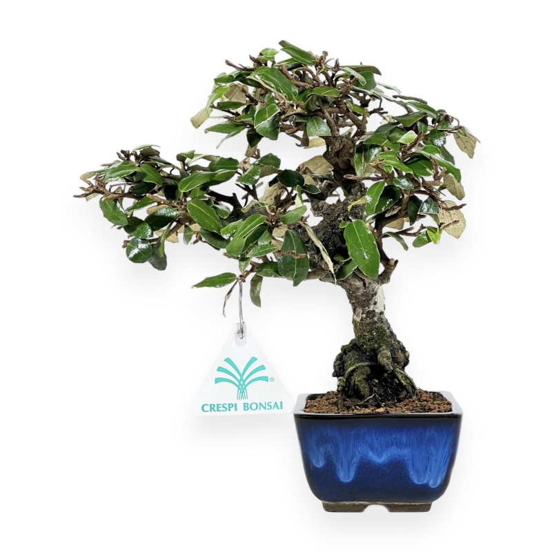 Elaeagnus Pungens - Olivagno pungente - 23 cm