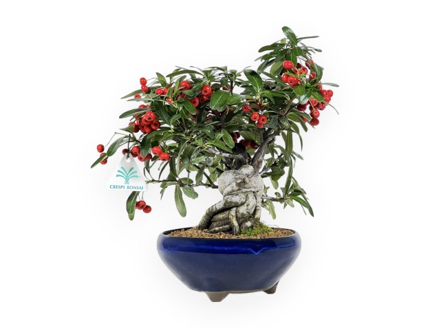 Pyracantha Angustifolia - Buisson Ardent - 29 cm 2