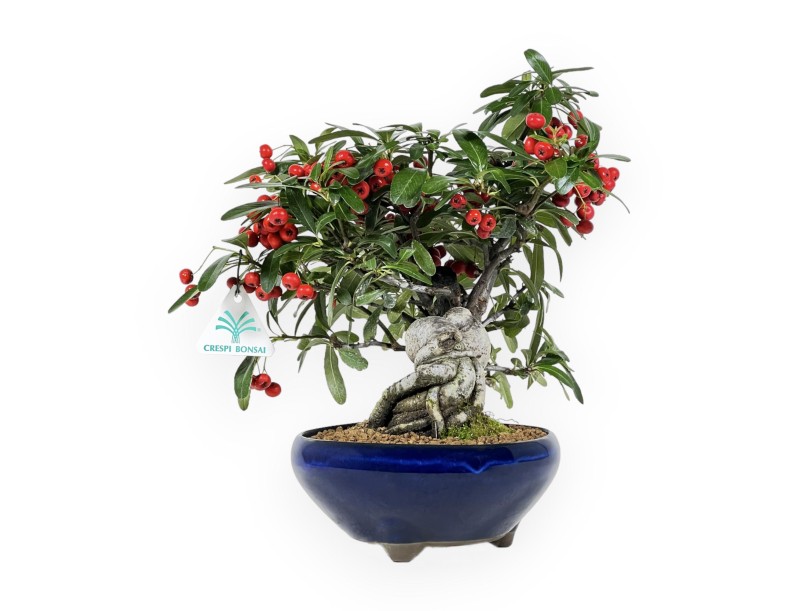 Pyracantha Angustifolia - Scarlet Firethorn - 29 cm