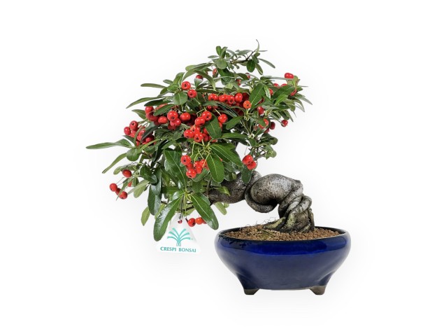 Pyracantha Angustifolia - Buisson Ardent - 29 cm