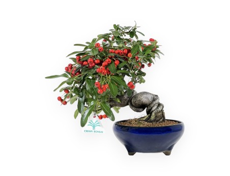 Pyracantha Angustifolia - Scarlet Firethorn - 29 cm