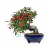 Pyracantha Angustifolia - 29 cm