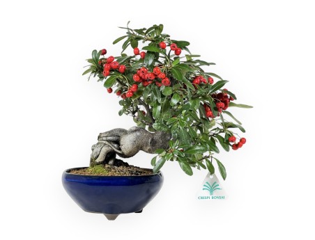 Pyracantha Angustifolia - 29 cm