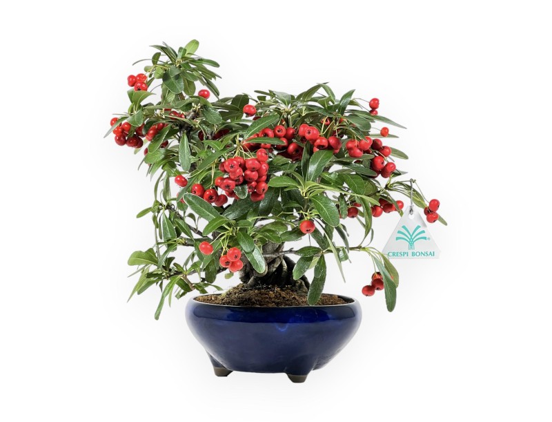 Pyracantha Angustifolia - Buisson Ardent - 29 cm