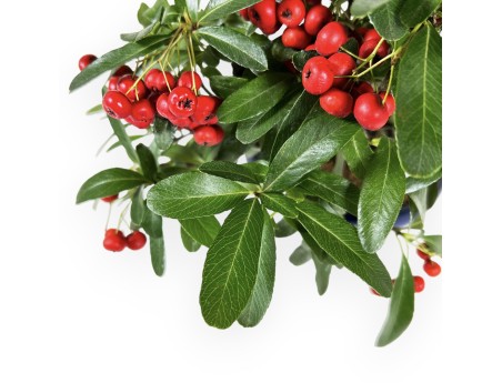 Pyracantha Angustifolia - Buisson Ardent - 29 cm