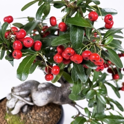 Pyracantha Angustifolia - 29 cm