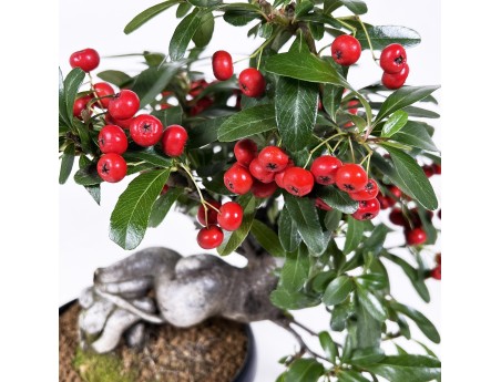 Pyracantha Angustifolia - Scarlet Firethorn - 29 cm