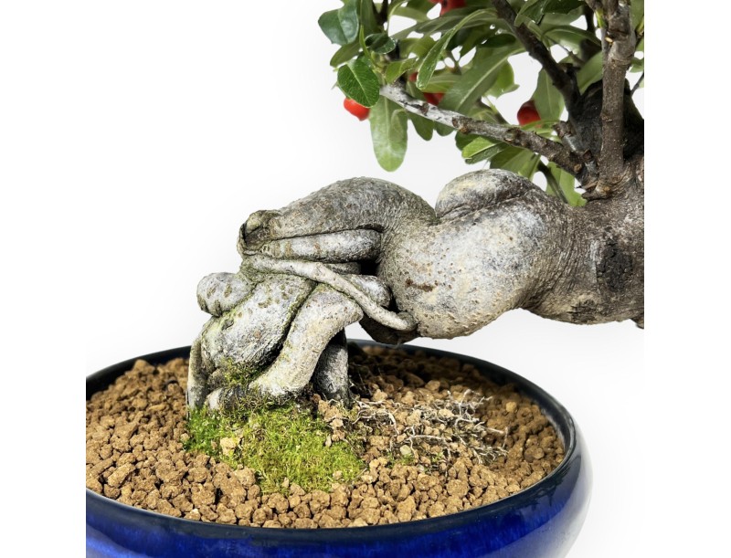 Pyracantha Angustifolia - Buisson Ardent - 29 cm