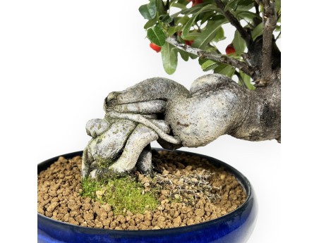 Pyracantha Angustifolia - Buisson Ardent - 29 cm