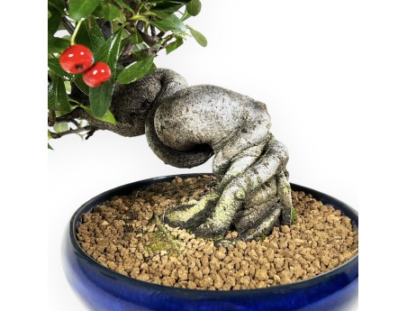 Pyracantha Angustifolia - 29 cm