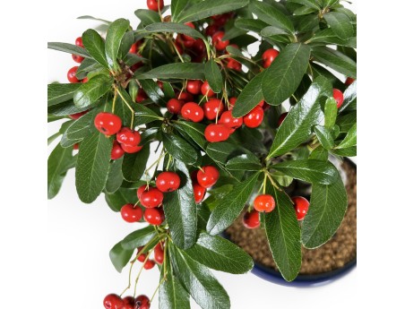 Pyracantha Angustifolia - 29 cm