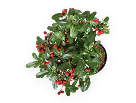 Pyracantha Angustifolia - 29 cm