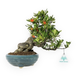 Gardenia - 27 cm