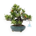 Gardenia - 27 cm
