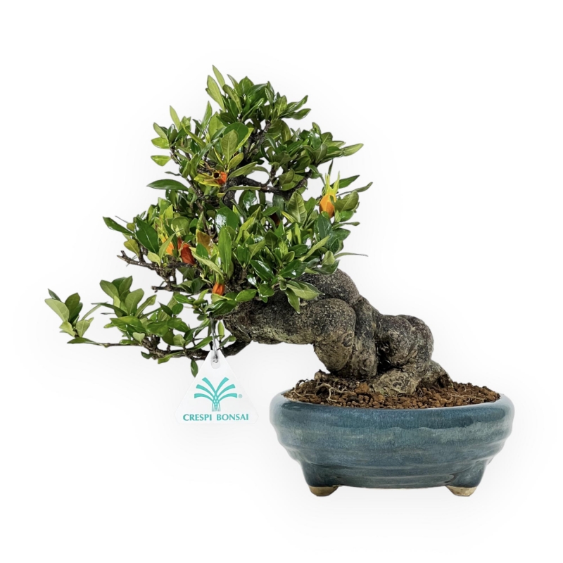 Gardenia - 27 cm